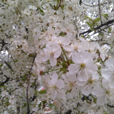 Timeline: Временная шкала в развитии биологии клетки