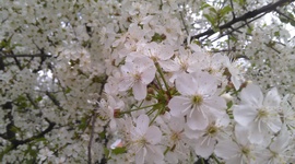 Timeline: Временная шкала в развитии биологии клетки