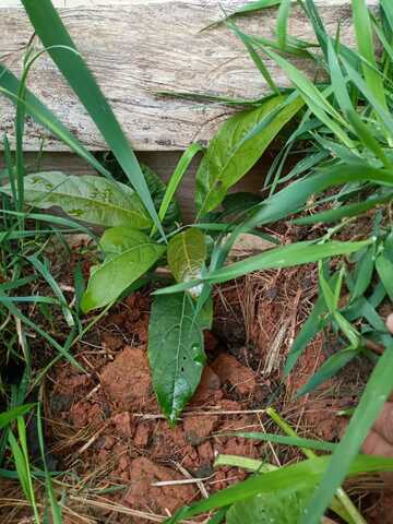 NOVENA SEMANA DE MI PLANTA