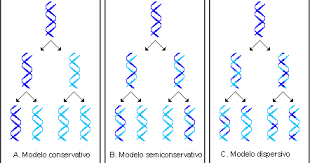 DNAren bikoizketaren inguruko hipotesiak