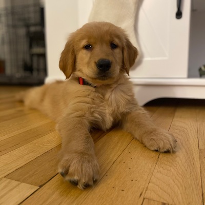 Timeline: Growth of a dog