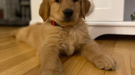 Timeline: Growth of a dog