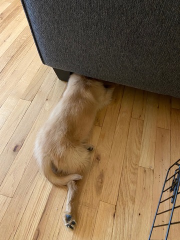 one week later (13 weeks)