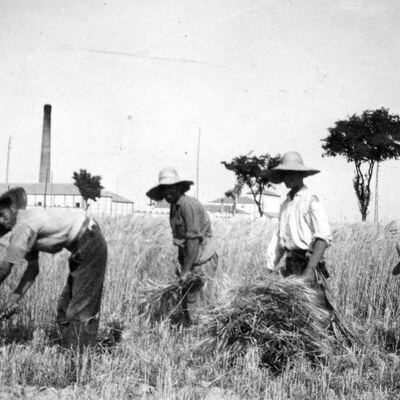 Timeline: De profesión Segador