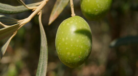 Timeline: La aceituna.