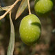 Aceituna