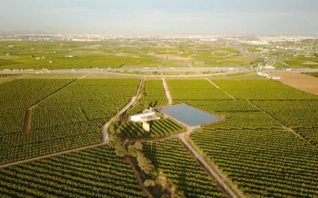 Los fenicios difunden el olivo por las islas griegas y, en los siglos XIV a XI, por la Península Helénica