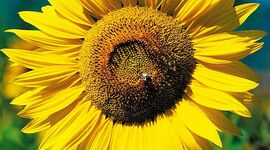 Timeline: Growth of A flower With Sunlight (Group A)