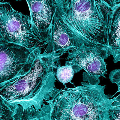 Timeline: Descobriments la cèl·lula