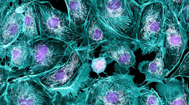 Timeline: Descobriments la cèl·lula