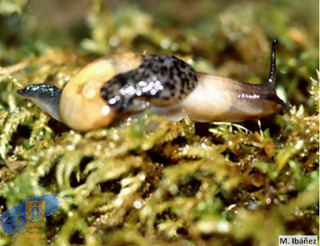 I. tamaranensis Valido, 1990