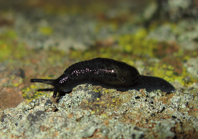 I. machadoi Ibáñez y Alonso, 1990