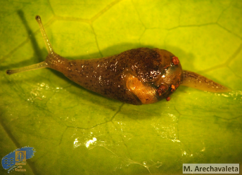 Insulivitrina reticulata (Mousson, 1872)