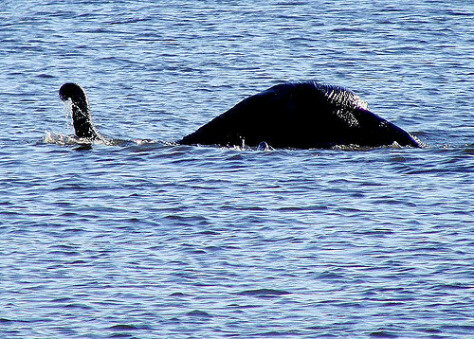 "The sighting believed to be Nessie"