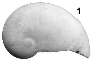 Insulivitrina ingridae Margry, 2015