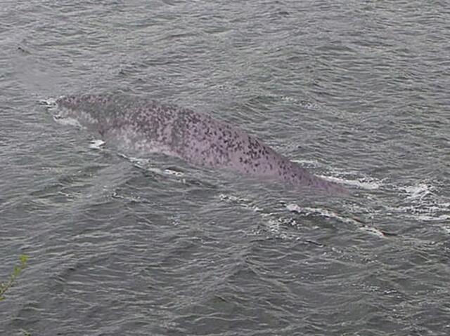 "I never saw anything like this"