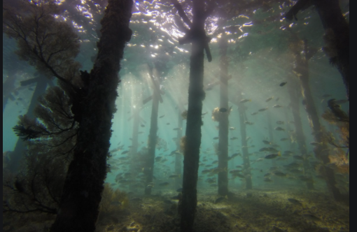 Underwater Forest Discovered