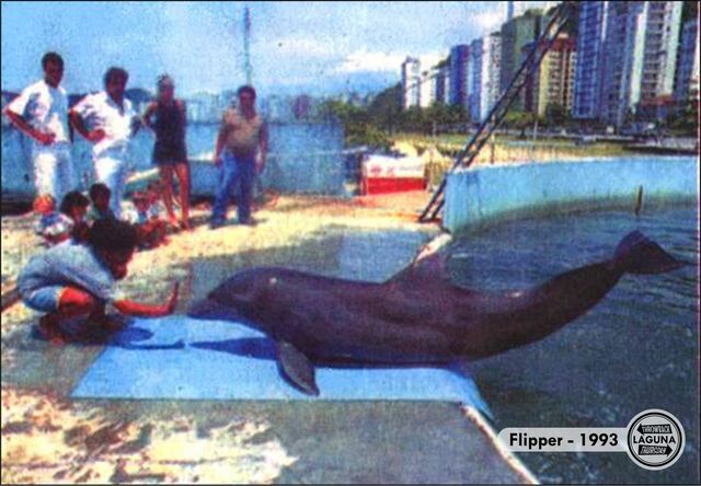 Flipper