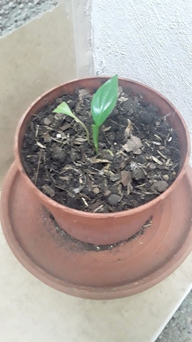 Ecología y Salud Ambiental.