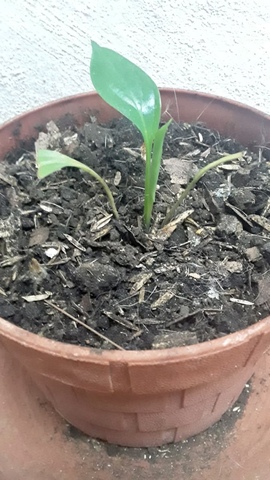 Ecología y Salud Ambiental.