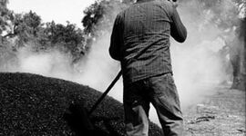 Timeline: Historia del oficio de Piconero