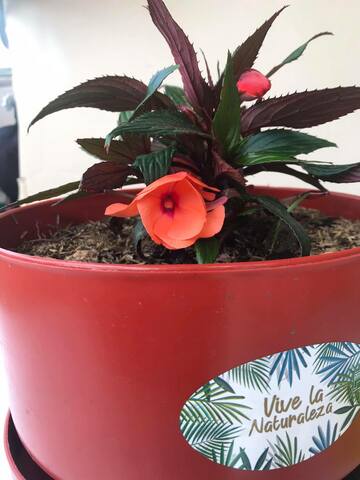 Cronología de la planta  - semana 7