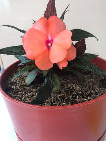 Cronología de la planta  - semana 8