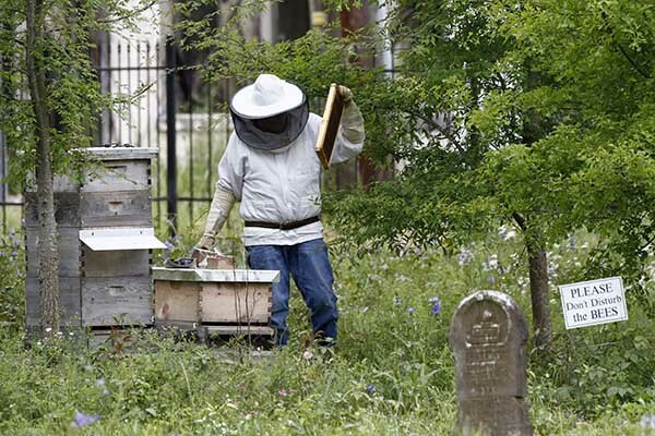 Murder Hornets Spotted in the US