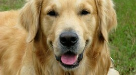 Timeline: WWII time line