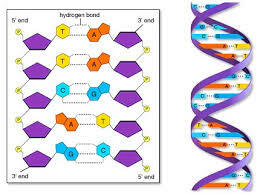 Descubrimiento de las bases nitrogenadas