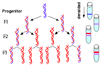 Experimento de Messelson y Stahl