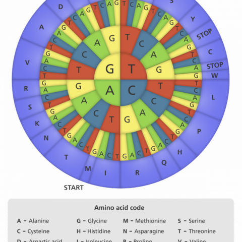 Determinacion del código genético