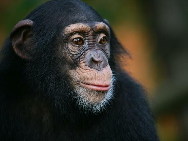 Secuencia del genoma chimpancé termina