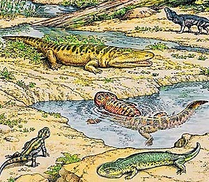 Aparecen los reptiles