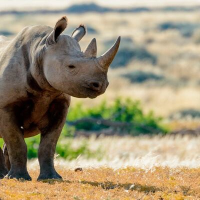 Timeline: History of Black Rhinos
