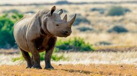 Timeline: History of Black Rhinos