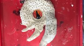 Timeline: Steph's Wedding