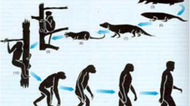 Timeline: teorías de la evolució