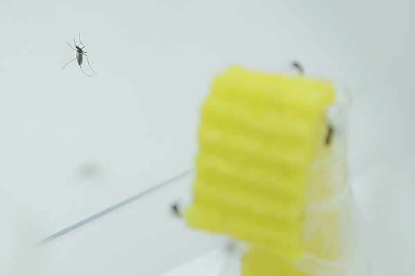 May (Progress in Fight Against Malaria)