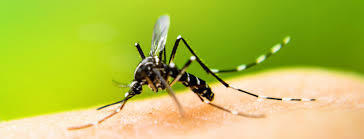 DENGUE