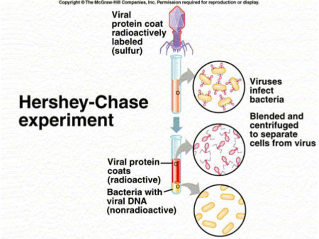 Hershey-Chase Experiment