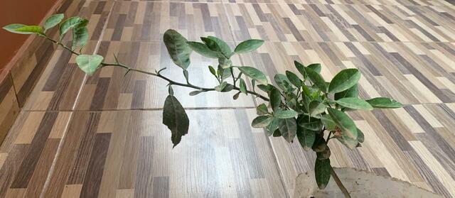 Planta de Limón semana 10