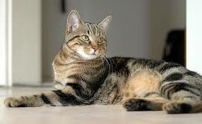 Nouveau membre de famille: Jasmine!