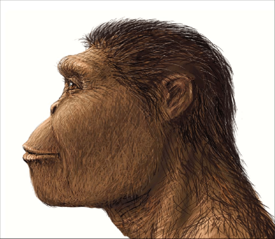 Paranthropus  Robustus