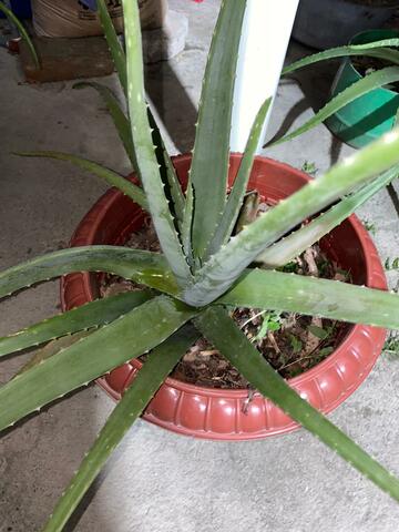 Octava semana del cuidado de mi planta