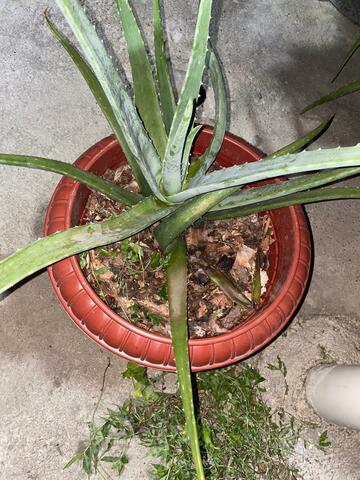 Novena Semana de cuidado hacia la planta