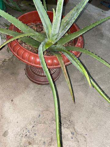 Décima semana al cuidado de mi planta de sábila