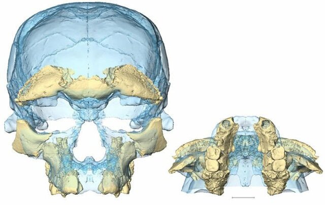They find the oldest fossils of our species in Europe
