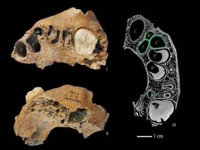 Revelation of unrecognized fossils