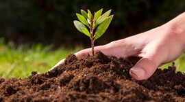 Timeline: LA BIOMASA